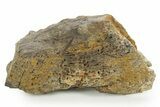 Hadrosaur (Edmontosaurus) Appendage Bone Section - Wyoming #378391-1